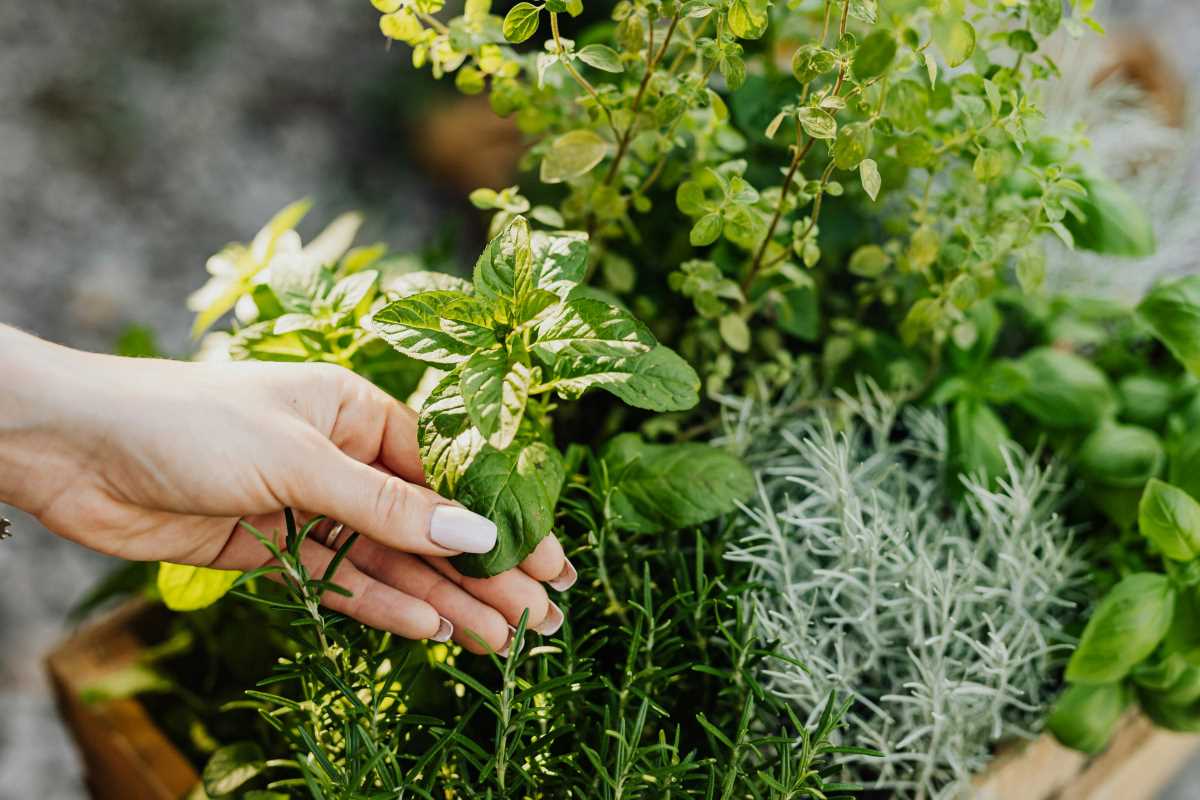Why an Agricultural Technology Degree is Your Ticket to Smart Farming Solutions